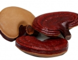 Công bố chất lượng nấm linh chi nhập khẩu