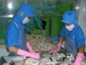 Kiểm tra 100% cá tra xuất sang Mỹ